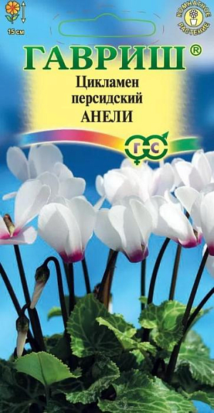 Семена Цикламен Анели персидский.<br>
 <br>
 &nbsp;Многолетнее клубневое растение семейства Первоцветные. Сорт универсальный, выращивают как мини или средний в зависимости от цветочного горшка. Растения изящные, очень стабильные, не болеют и хорошо растут.&nbsp; Цветки ароматные, цветонос достигает длины 15 см. Цветет с поздней осени до конца апреля, летом находится в состоянии покоя. Оптимальный срок посева — конец августа. Семена цикламена туговсхожие, появления всходов приходится ждать от 1 до 3-х месяцев. Наилучший результат предпосевной обработки семян дает контрастная термическая обработка: семена помещают на 2 сек. в горячую (+90…950 С) воду, затем на 2 сек. в холодную, операцию повторяют дважды. <br>
 <br>
 Посев производят в горшки с листовой и торфяной землей (1:1). Сверху семена присыпают слоем земли 0,5-1 см., обильно поливают, накрывают темной пленкой. При t ≈ +20ºC всходы появляются через 30-40 дней. После появления всходов притенение снимают, температуру снижают до +15…17º С. Когда образуются маленькие клубеньки с двумя листочками, пикируют в ящики со смесью из листовой, торфяной земли и песка (2:1:0,5). При пересадках у молодых растений верх клубенька должен находиться у самой поверхности почвы (не глубже 0,5 см.). У взрослых растений верх клубня обычно открыт. В период покоя сбрасывает листья. Выращивают на северных и восточных окнах, на южном притеняют от прямых солнечных лучей. Зимой содержат на светлом месте при температуре не выше +8…100 С. Летом необходимо выполнять приемы по поддержке роста растений: поливать исключительно через поддон, опрыскивать водой комнатной температуры, удобрять. Удобряют не более 2-3 раз за лето, преимущественно азотно-калийными удобрениями.<br>