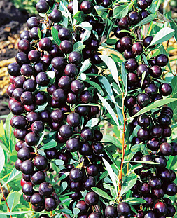 Саженцы Вишня Бессея