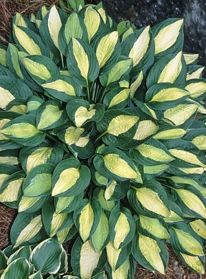 Хоста Джипси Роуз