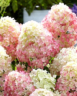 Гортензия метельчатая Диамант Руж