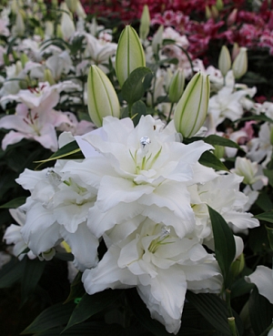 Лилия восточная махровая Шардоне