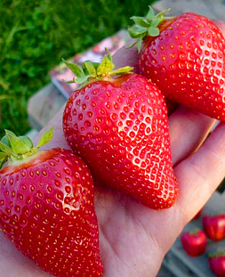 Саженцы Клубники (Земляники) садовой Клери