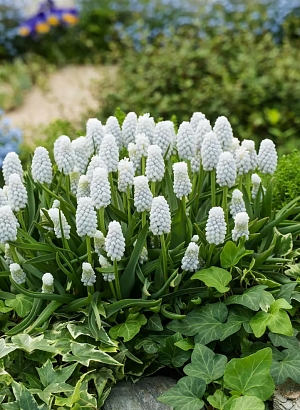 Мускари Сайбириан Тайгер