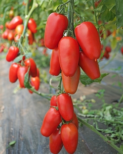 Томат Тезоро F1