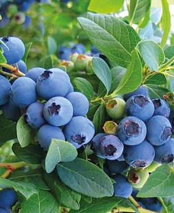 Саженцы Голубика Голдтраубе