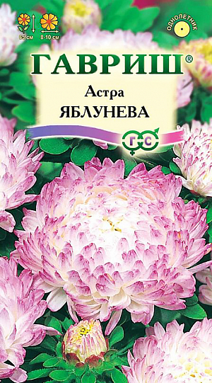 Семена Астра Яблунева.
Растение с 10-12 цветоносами, высотой 65 см. Соцветия пионовидные, округлые, оригинальной окраски: расположенные в центре цветки белые, краевые с легким малиновым напылением. Одновременно цветут 8-10 соцветий. Для выращивания подходят хорошо освещенные участки с плодородной суглинистой или супесчаной почвой. Астры обладают высокой холодостойкостью – хорошо переносят заморозки до -3-4°C. Выращивают, чаще всего, рассадным способом. Семена высевают в марте-апреле, пикируют с развитием первой пары настоящих листочков по схеме 5х5 см, в открытый грунт рассаду высаживают с середины мая до начала июня. Возможен подзимний посев астр: в конце октября на глубину 5-8 см. Сверху посевы мульчируют торфом или опилками на высоту 3-5 см. Весной (в конце марта-начале апреля) посевы раскрывают. Появившиеся в конце апреля всходы будут закаленными, а выросшие растения сильными, устойчивыми к заморозкам и обильно цвести. Используются для получения срезки и оформления участка.