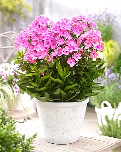 Флокс метельчатый Свит Саммер Кенди