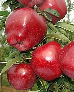 Саженцы Яблоня Ред Чиф