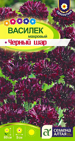 <div>
 Семена Василек Черный шар махровый.
</div>
 Декоративно-цветущий однолетник, создающий в саду настроение настоящего русского лета. Растение высокорослое, до 80 см., разветвленное, несущее на концах побегов множество махровых соцветий завораживающей темно-бордовой, почти черной окраски, до 5 см. диаметром. Особенность сорта – характерная шаровидная форма соцветий. Цветение длится с июня по август, для продления цветения увядшие корзинки удаляют. Прекрасно подойдет для высоких бордюров, цветников в ландшафтном стиле, срезки. Светолюбивое, холодостойкое, засухоустойчивое растение, не выносит переувлажнения. <br>
 <br>
Предпочитает открытые солнечные участки на рыхлых суглинистых, богатых известью питательных почвах с нейтральной кислотностью. Выращивают посевом семян в открытый грунт в конце апреля - начале мая, как только почва прогреется до +3-5°C. Холодов и кратковременных ночных заморозков растения не боятся. Возможен и подзимний посев в октябре при температуре близкой к нулю. Подзимний посев позволяет достичь более раннего цветения. Перед посевом почву перекапывают на штык лопаты и вносят подкормку из расчета на 1м2: 2 кг перегноя, 100 г древесной золы и 1 ст. ложку нитрофоски. Семена высевают в бороздки глубиной 1,5-2 см, предварительно пролитые водой. Сеют с шагом в 5-7 см, мульчируют слоем почвы 0,3-0,5 см и поливают. Чтобы ускорить появление всходов, избежать пересыхания почвы и образования корки на поверхности, гряды накрывают агроволокном. Полив выполняют поверху 1 раз в 3-4 дня. Необходимое время на прорастание семян 7-14 дней. Спустя 2-3 недели всходы прореживают с интервалом 35-40 см между растениями.