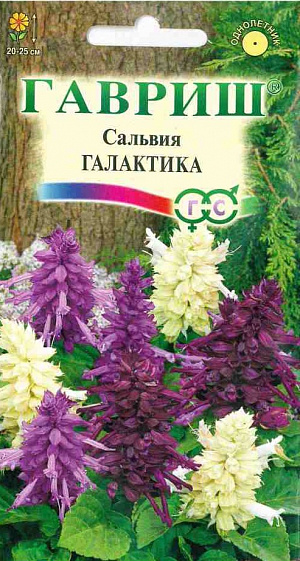 Семена Сальвия Галактика.
Изысканное сочетание пурпурно-фиолетовых, лавандовых и белых соцветий. Растение из семейства Губоцветные, образует густо облиственный, компактный кустик высотой 20-25 см, с прочными, темно-зелеными побегами. Цветки в мутовках по 2-6, крупные, неправильные, с двойным околоцветником, собраны в кистевидное соцветие. Цветение раннее, обильное и продолжительное с июня до заморозков. Предпочитает солнечные участки с рыхлыми, умеренно плодородными почвами, может расти в полутени. Выращивают рассадным способом. Для получения рассады посев проводят в феврале-марте. Всходы появляются на 10-15 день. Рассаду высаживают в начале июня, после окончания весенних заморозков на расстоянии 20-25 см.
