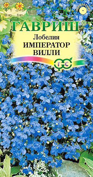 Семена Лобелия Император Вилли.
Многолетнее травянистое растение, используемое как однолетнее. Стебли тонкие, сильноветвящиеся от основания, густо облиственные.
Кустики компактные, шаровидные, 10 см высотой. Листья расположены в очередном порядке, мелкие, ланцетные, цельные. 
Цветки до 2 см в диаметре, двугубые, на коротких цветоножках, по одному в пазухах листьев, ярко-синего цвета. 
Продолжительность и обильность цветения увеличиваются при своевременном удалении отцветших стеблей. 
Размножают семенами, посев которых производят в феврале - апреле. 
Для равномерности посевов семена смешивают с сухим песком в соотношении 1:50 и не заделывают. 
Великолепно подходят для оформления клумб, контейнеров и краев цветников и бордюров.
Их также можно размещать в центре висячей корзины.