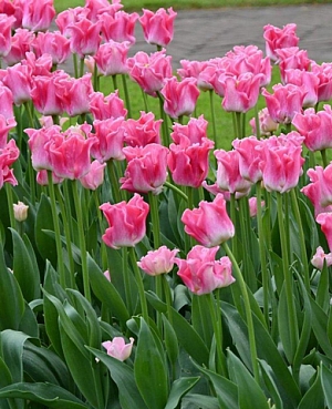 Тюльпан триумф Краун оф династи