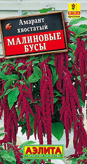 Семена Амарант Малиновые бусы.
Быстрорастущий однолетник с мощным, ветвистым стеблем 100 см высотой. Амарантом декорируют стены, заборы, низкие постройки, используют в высоких бордюрах, живых изгородях. Одиночные растения уместны в центре большой клумбы, в смешанных цветниках. Группы из амаранта хорошо смотрятся на фоне кустарников и газонов. Он дает прекрасный материал для букетов и композиций, в т. ч. зимних. 
Агротехника. Свето- и теплолюбивый, засухоустойчивый, не переносит заморозков, предпочитает легкие, питательные, нейтральные по кислотности почвы.
Посев в открытый грунт в конце мая, всходы появляются через 4-5 дней. Всходы прореживают с шагом 30-40 см. Декоративен с начала июля до заморозков. Для поддержания декоративности желательны подкормки комплексным удобрением каждые две недели. Для продолжительного и обильного цветения растениям необходим своевременный полив, регулярная прополка, рыхление и подкормка минеральными удобрениями.