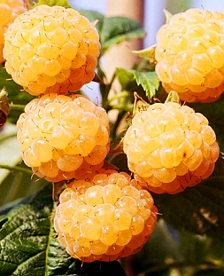 Саженцы Малина Золотой бубен