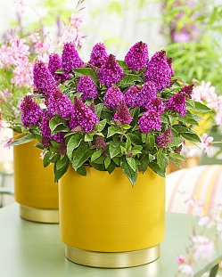 Буддлея Литл Рокстарс Ред