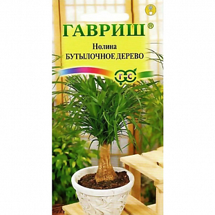 Семена Нолина Бутылочное дерево