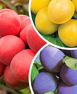 Саженцы Слива комплект №1: Стартовая,Злато Скифов,Уральский чернослив