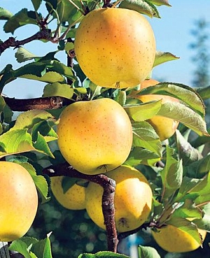 Саженцы Яблоня Медок