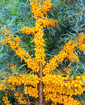 Саженцы Облепиха Августина