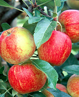 Саженцы Яблоня Приземлённое