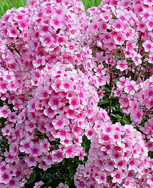 Саженец Флокс метельчатый Мисс Пеппер