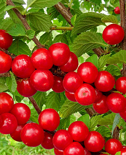 Саженцы Вишня войлочная Таня-Танюша