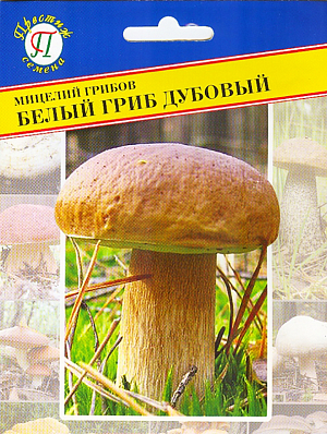 Мицелий грибов Белый гриб дубовый