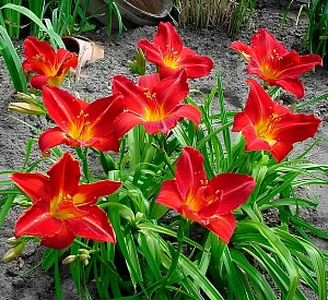 Лилейник Анзак