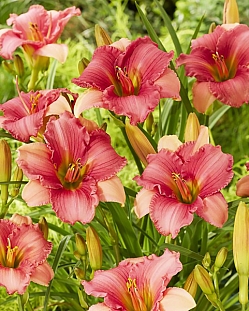 Лилейник Фуксия Чарм