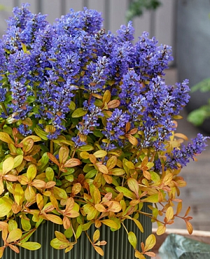 Живучка ползучая Фезерд Френдс Фенси Финч