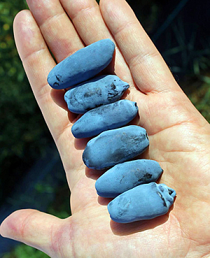 Саженцы Жимолость Аврора