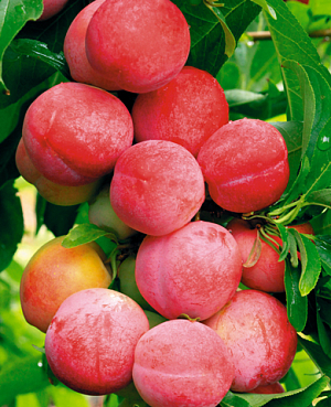 Саженцы Слива Ксения