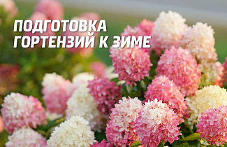 Уход за гортензией осенью – подготовка цветка к зиме