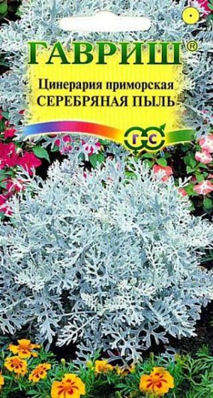 Семена Цинерария Серебряная Пыль приморская.
Травянистое растение семейства Астровые. Листья перисто-раздельные, до 15 см длиной, снизу покрыты серебристым войлоком, отчего растение имеет бело-серебристый цвет. 
В августе зацветает. Соцветия мелкие, по мере появления их удаляют. Размножают семенами.
В марте проводят посев в горшки или в ящик и в июне высаживают на постоянное место.
Цинерарии любят солнечные места, где лучше всего проявляется окраска листьев. Правда, и в полутени крестовник чувствует себя неплохо. Предпочитают не очень плодородные и не слишком увлажненные почвы. 
Используются как бордюрное растение и в сочетании с растениями, применяемыми в ковровых композициях.