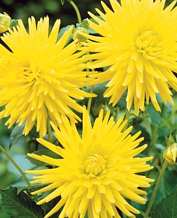 Георгин полукактусовый Кеннемерленд