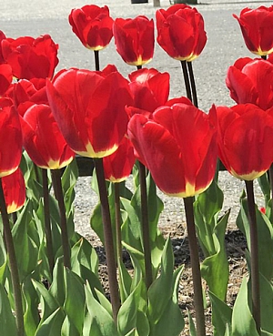 Тюльпан дарвинов гибрид Фостери Кинг