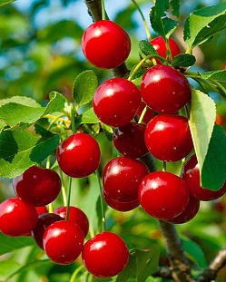 Саженцы Вишня Стандарт Урала