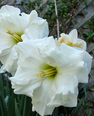 Нарцисс Колбланк