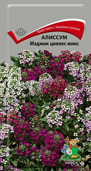 Семена  Алиссум Мэджик циклес микс<br>
 <br>
 Яркая смесь с медовым запахом для ковровых цветников и обрамления цветочных бордюров. Растение невысокое, до 15 см. Образует плотный, стелющийся ковёр. Цветы мелкие многочисленные. Цветет с июня до осени. Для непрерывного цветения периодически удаляют увядшие цветы и плоды. Используют для обрамления клумб, балконных ящиков, на каменистых горках, рокариях.<br>
 <br>