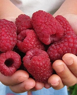 Саженцы Малина Тадмор