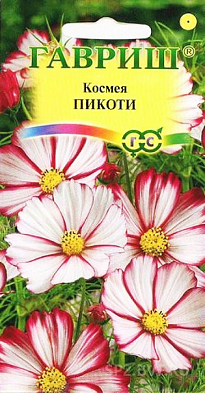Семена Космея Пикоти.
Роскошное однолетнее растение из семейства Астровые, высотой до 80 см. 
Пышный куст с ажурными листьями покрывают белые цветки, диаметром 10 см, с эффектной карминно-красной каймой по краю лепестков. 
Цветет обильно с июля до заморозков. Космея холодостойка и светолюбива, относительно засухоустойчива.
К почвам нетребовательна, предпочитает рыхлые, умеренно плодородные почвы. 
Выращивают прямым посевом в грунт в конце апреля-начале мая, либо под зиму. Используется для посадки на клумбах, в миксбордерах для декорирования оград и стен зданий, высаживают в качестве заднего фона бордюра. 
Успешно распространяется самосевом.