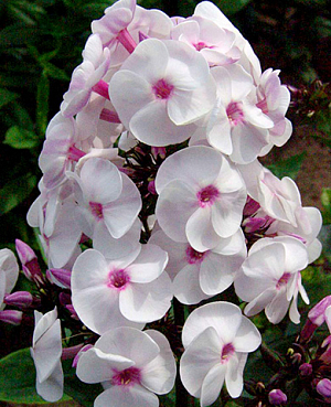 Саженец Флокс метельчатый Айс Крим