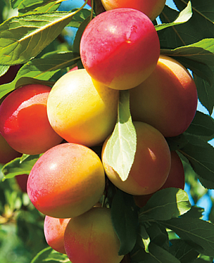 Саженцы Алыча колонновидная