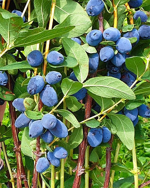 Саженцы Жимолость Джаинтс Харт