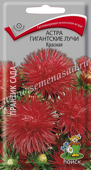 Семена Астра Гигантские лучи Красная. Густомахровая игольчатая астра! Растения высотой около 60 см. Соцветия густые длинноиголчатые, красные. Цветет в августе-сентябре. Используют очень широко: для посадки в сборные цветники группами, на рабатки – рядами и для срезки.<br>
 <br>
 Агротехника. Растение предпочитает открытое солнечное место, но выносит и легкое затенение. Лучше растет на легких, плодородных почвах. Не переносит внесения органических удобрений в год посадки. Семена высевают с середины февраля по апрель. Глубина заделки семян 0,5 см. При температуре почвы +20°C всходы появляются на 7-14 день. Через 3-4 недели посевы пикируют и выращивают при температуре +12-15°C. В грунт рассаду высаживают во второй половине мая, расстояние между растениями 20-30 см.