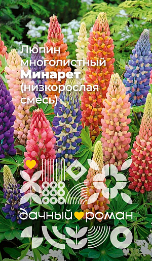 Семена Люпин многолистный Минарет (низкорослая смесь)

Жизнестойкий, статный, яркий красавец. Растет, как говорится, без забот и без хлопот. Растение прямостоячее, невысокое, с пальчато-сложными листьями и нарядными пирамидальными соцветиями длиной до 30 см разнообразных розово-сиреневых, сине-фиолетовых и других оттенков. Эффектно смотрится в групповых посадках на газоне, около кустарников, в центре клумб, рядом с домом или постройками.