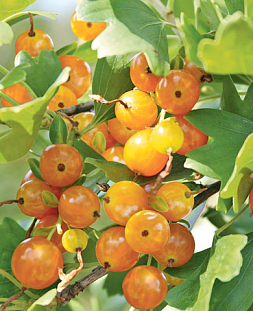 Саженцы Смородина Солнышко