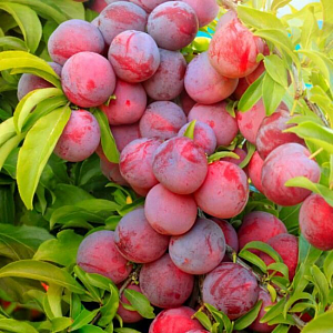 Саженцы Слива Уральские зори