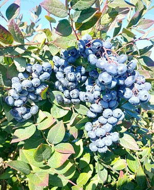 Саженцы Голубика Норт блю