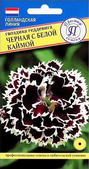 Семена Гвоздика Черная с белой каймой. Самая популярная однолетняя гвоздика.&nbsp;Растение высотой 30-35 см. образует компактный кустик, листья зеленые, удлиненные. Цветки одиночные, махровые, до 6 см. в диаметре, без запаха. Цветет с июля до первых заморозков. Используется для посадки на клумбах, в бордюрах, массивах, группами, для озеленения балконов и на срезку.<br>
 <br>
&nbsp;Агротехника.&nbsp;Неприхотливое растение, предпочитает солнечное местоположение, легкие плодородные почвы, обильный полив без застоя воды. Хорошо отзывается на подкормки минеральными и органическими удобрениями. Посев производят в конце марта - начале апреля в рассадные ящики, семена слегка присыпают легкой землей, всходы появляются через 15-30 дней. Высаживают рассаду в открытый грунт, когда минует угроза заморозков, выдерживая расстояние между растениями 20-30 см.&nbsp;